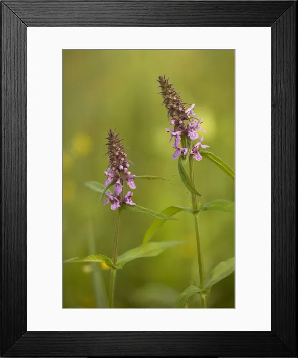 Framed Print : Marsh woundwort (Stachys palustris). Hants Framed Print : Marsh woundwort (Stachys palustris). Hants
