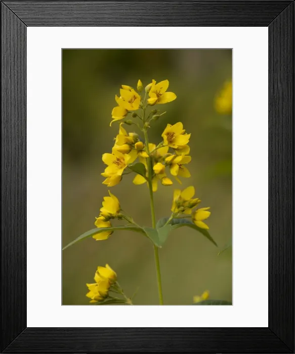 Framed Print : Yellow loosestrife (Lysimachia vulgaris), Hants Framed Print : Yellow loosestrife (Lysimachia vulgaris), Hants