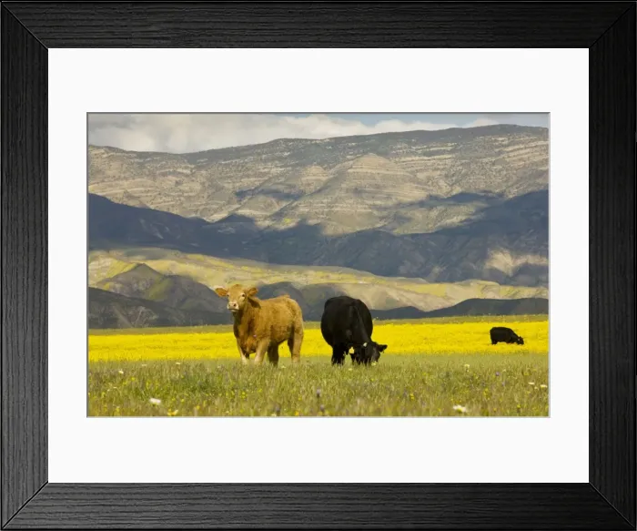 Framed Print : Cattle - grazing among hillsides covered with Hillside Daisy Monolopia lanceolata in spring; Cottonwood Canyon, near Cuyama, southern California Framed Print : Cattle - grazing among hillsides covered with Hillside Daisy Monolopia lanceolata in spring; Cottonwood Canyon, near Cuyama, southern California
