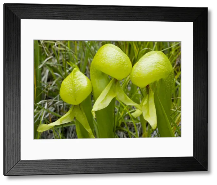 Framed Print : An insectivorous plant Cobra Lily (Darlingtonia californica) in the Klamath Mountains, North California