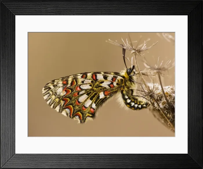 Framed Print : Spanish Festoon Butterfly - on wild carrot, Algarve, Portugal Framed Print : Spanish Festoon Butterfly - on wild carrot, Algarve, Portugal