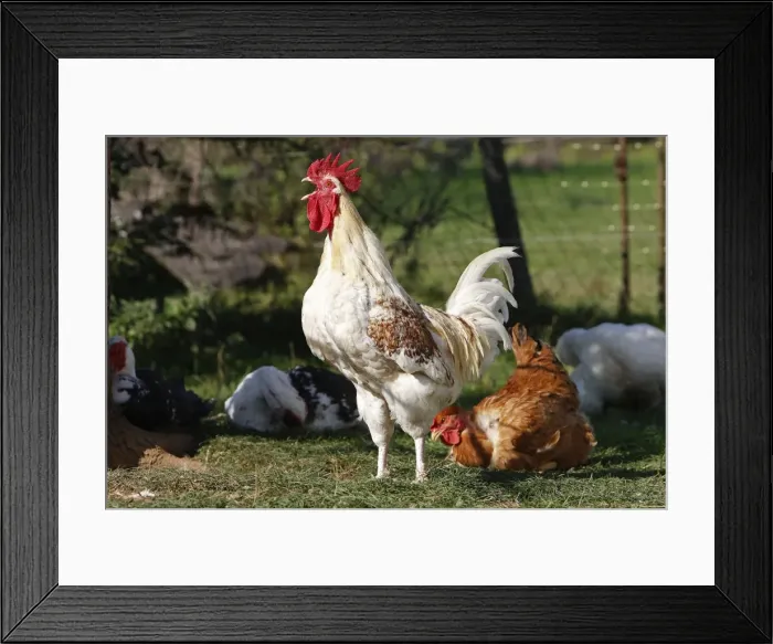 Framed Print : Chicken - rooster crowing Framed Print : Chicken - rooster crowing