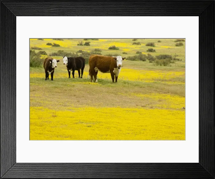 Framed Print : Cattle grazing flowery grassland, mainly Goldfields, in the Carrizo Plain National Monument, California Framed Print : Cattle grazing flowery grassland, mainly Goldfields, in the Carrizo Plain National Monument, California