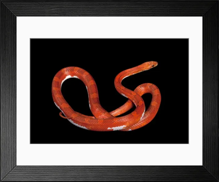 Framed Print : Corn / Red Rat Snake - “Hypo blood pied side” mutation - North America Framed Print : Corn / Red Rat Snake - “Hypo blood pied side” mutation - North America