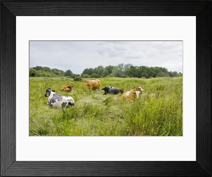 Framed Print : Cattle - grazing - Market Weston fen nature reserve, Suffolk UK Framed Print : Cattle - grazing - Market Weston fen nature reserve, Suffolk UK