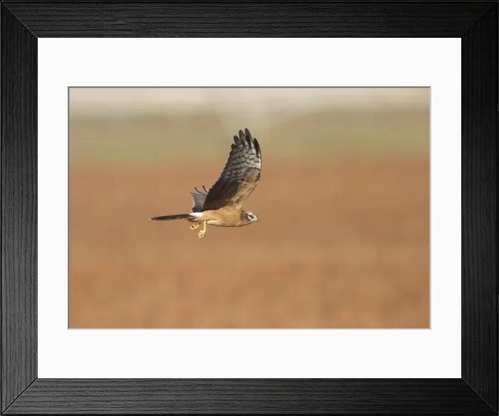 Framed Print : Montagu's Harrier - juvenile in flight - with a dragonfly - La Janda Andalucia Spain - September
