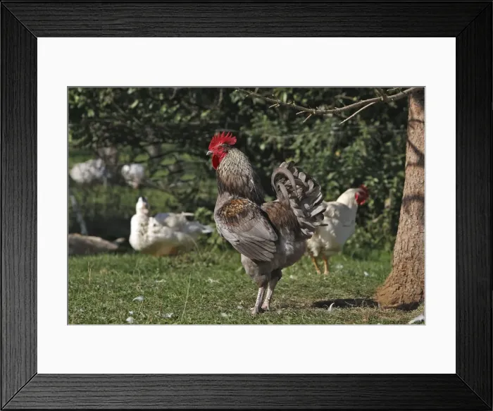 Framed Print : Chicken - rooster Framed Print : Chicken - rooster