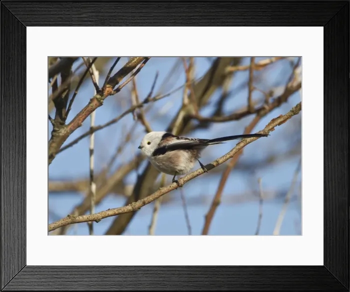 Framed Print : Northern Long-tailed Tit - (all white head) vagrant - Southwold - Suffolk - October Framed Print : Northern Long-tailed Tit - (all white head) vagrant - Southwold - Suffolk - October