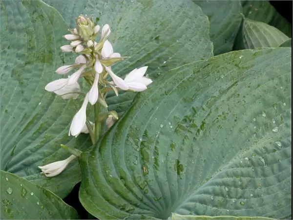 A garden hosta in flower: Hosta sieboldiana