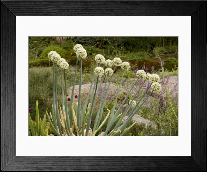 Framed Print : A garlic (Allium pskemense) from C. Asia; also grown in gardens Framed Print : A garlic (Allium pskemense) from C. Asia; also grown in gardens