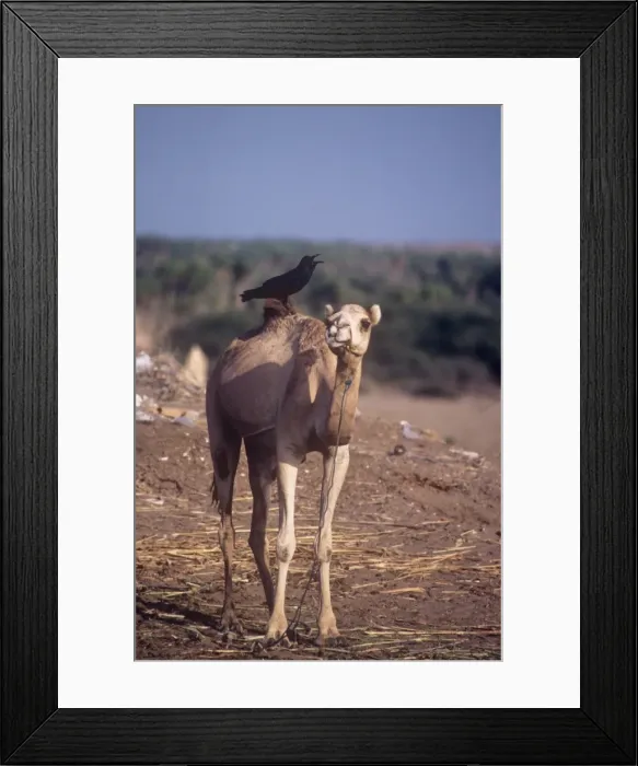 Framed Print : Brown-necked raven perched on a camel calling Framed Print : Brown-necked raven perched on a camel calling