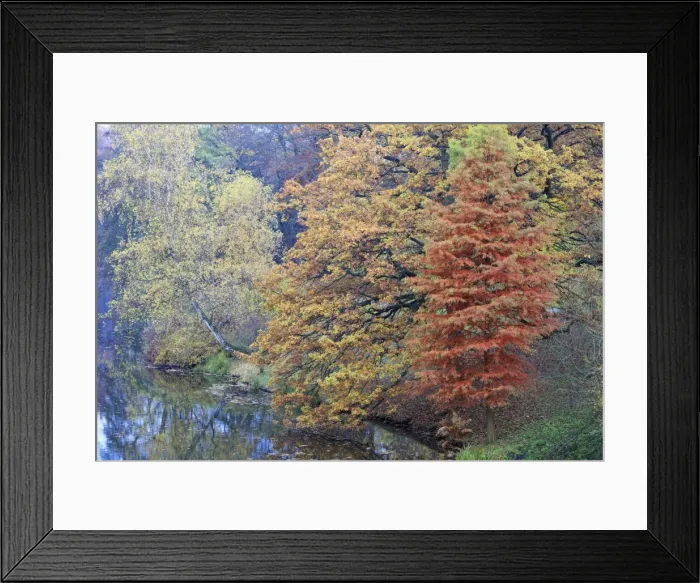 Framed Print : Swamp Cypress - with Oak (Quercus robur) Birch (Betula pendula) showing autumn colour, Hessen, Germany Framed Print : Swamp Cypress - with Oak (Quercus robur) Birch (Betula pendula) showing autumn colour, Hessen, Germany