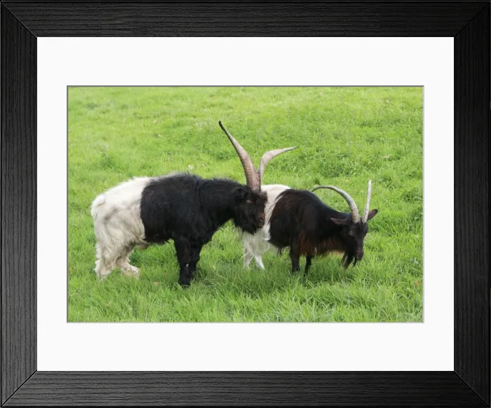 Framed Print : Bagot Goat - male and female on meadow, Lower Saxony, Germany Framed Print : Bagot Goat - male and female on meadow, Lower Saxony, Germany