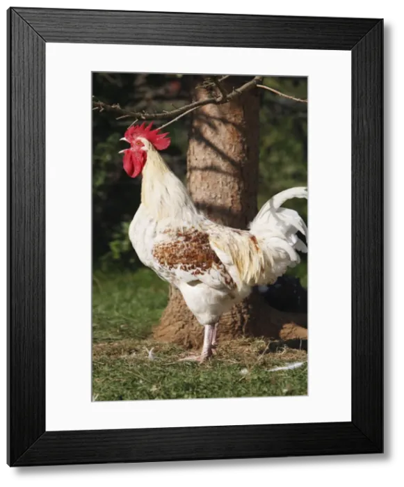 Framed Print : Chicken - rooster crowing Framed Print : Chicken - rooster crowing
