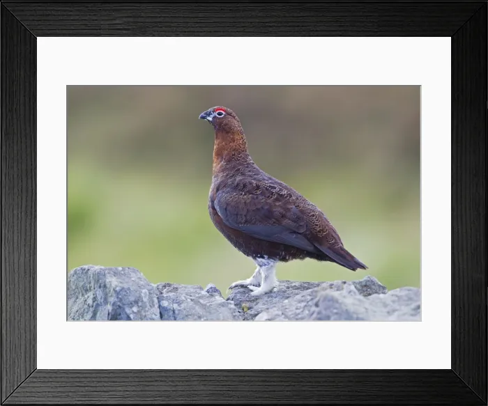 Framed Print : Red Grouse - male perched on dry stone wall - Northumberland - England Framed Print : Red Grouse - male perched on dry stone wall - Northumberland - England