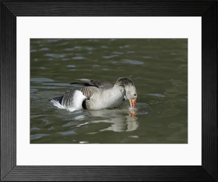Framed Print : Greylag Goose - pair mating on lake - Lower Saxony - Germany Framed Print : Greylag Goose - pair mating on lake - Lower Saxony - Germany