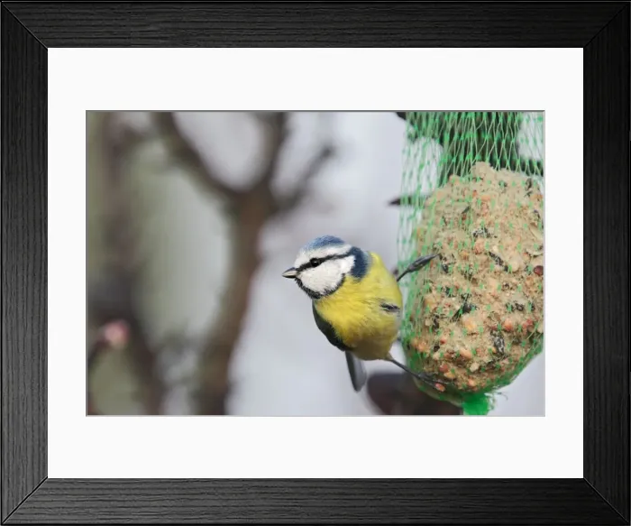 Framed Print : Blue Tit - on birdfeeder in winter. France Framed Print : Blue Tit - on birdfeeder in winter. France
