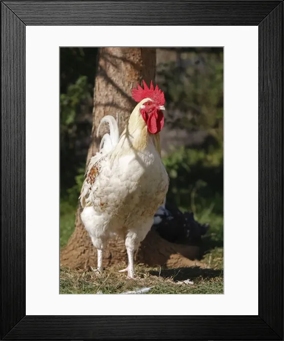 Framed Print : Chicken - rooster Framed Print : Chicken - rooster