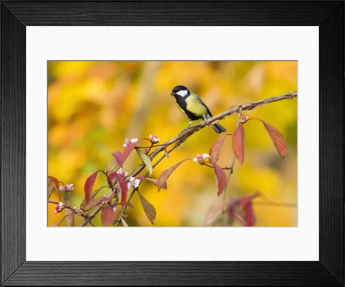 Framed Print : Great Tit - perched on flowering Viburnum bush - in garden - autumn - Lower Saxony - Germany Framed Print : Great Tit - perched on flowering Viburnum bush - in garden - autumn - Lower Saxony - Germany