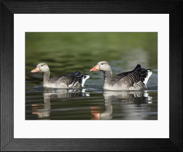 Framed Print : Greylag Goose - pair on lake - Lower Saxony - Germany Framed Print : Greylag Goose - pair on lake - Lower Saxony - Germany