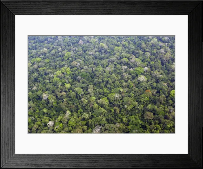 Framed Print : Tropical Rainforest - upstream from Puerto Maldonado, the Tambopata Nature Reserve (officially called the Tambopata-Candamo Reserve Zone, or TRZ) is a massive tract of humid subtropical rainforest in the department of Madre de Dios Framed Print : Tropical Rainforest - upstream from Puerto Maldonado, the Tambopata Nature Reserve (officially called the Tambopata-Candamo Reserve Zone, or TRZ) is a massive tract of humid subtropical rainforest in the department of Madre de Dios