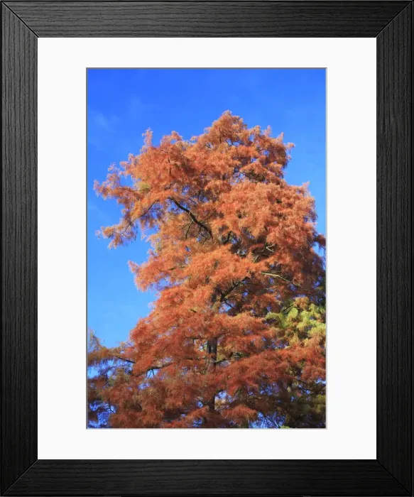 Framed Print : Swamp Cypress - showing autumn colour, Hessen, Germany Framed Print : Swamp Cypress - showing autumn colour, Hessen, Germany