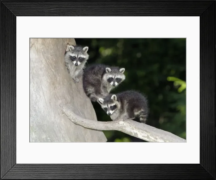 Framed Print : Raccoon - three baby animals beside den entrance - Hessen - Germany Framed Print : Raccoon - three baby animals beside den entrance - Hessen - Germany