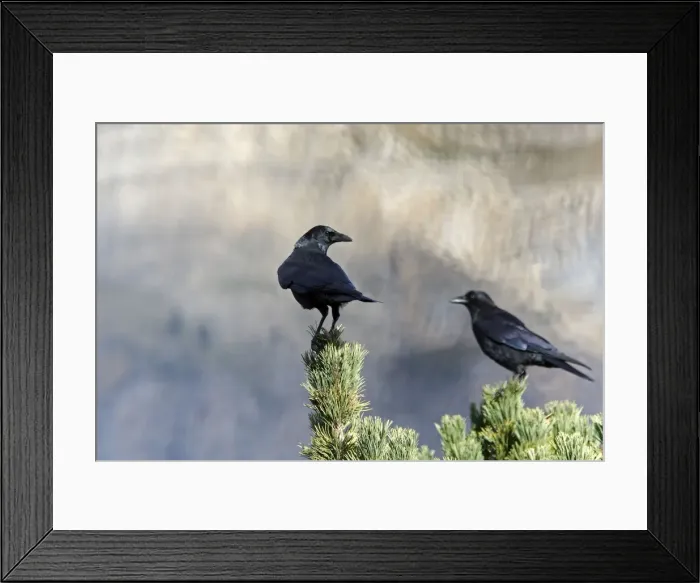 Framed Print : Carrion Crow - perched on a pine tree. Pyrenees - France / Spain Framed Print : Carrion Crow - perched on a pine tree. Pyrenees - France / Spain