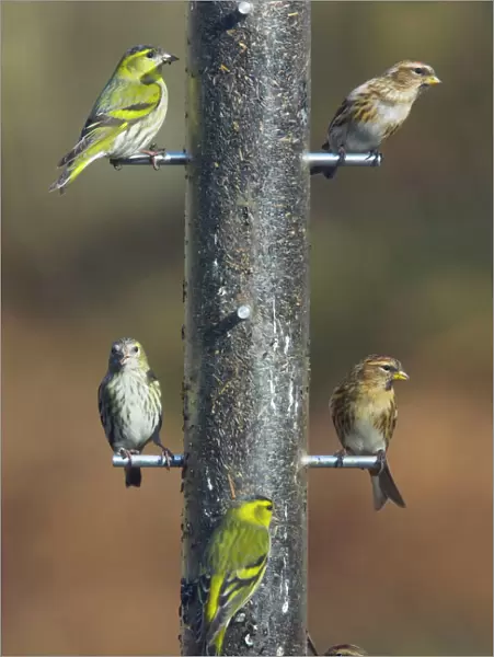 Siskins and Redpolls (Carduelis flammea) at Niger bird seed feeder - New Forest - Hampshire - UK
