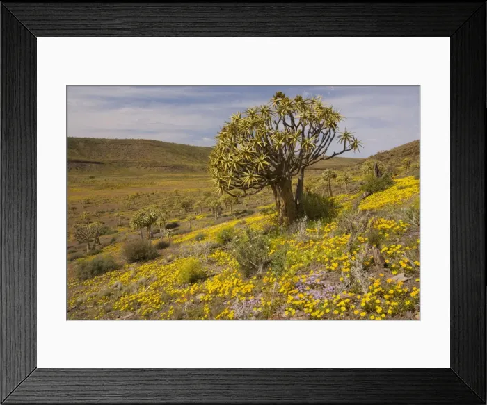 Framed Print : Kokerboom / Quiver Tree (Aloe dichotoma) forest in a flowery spring, on the Bokkeveld plateau, Northern Cape, South Africa Framed Print : Kokerboom / Quiver Tree (Aloe dichotoma) forest in a flowery spring, on the Bokkeveld plateau, Northern Cape, South Africa