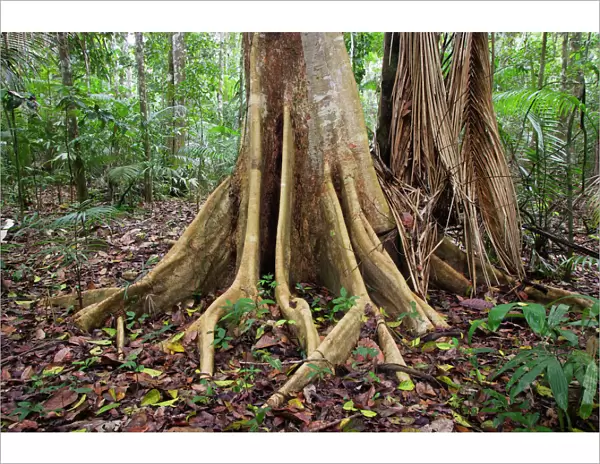 Tropical Rainforest - buttress roots on tree upstream from Puerto Maldonado, the Tambopata Nature Reserve (officially called the Tambopata-Candamo Reserve Zone)