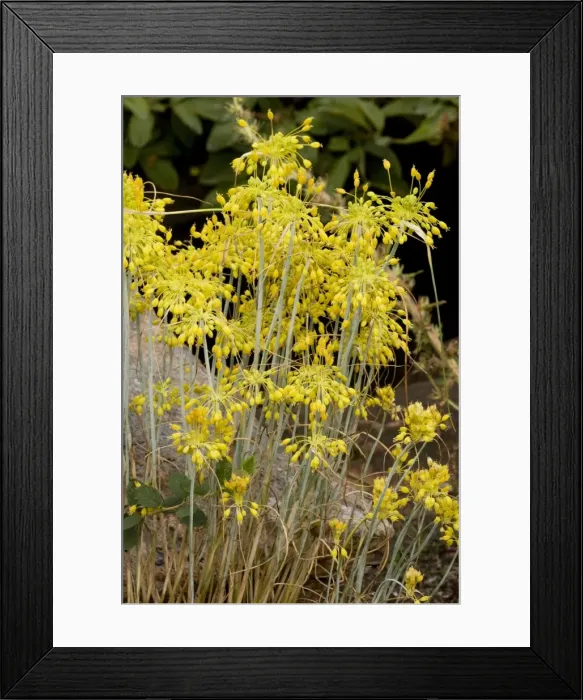 Framed Print : a yellow garlic, Allium flavum ssp. glaucium, from South Europe Framed Print : a yellow garlic, Allium flavum ssp. glaucium, from South Europe