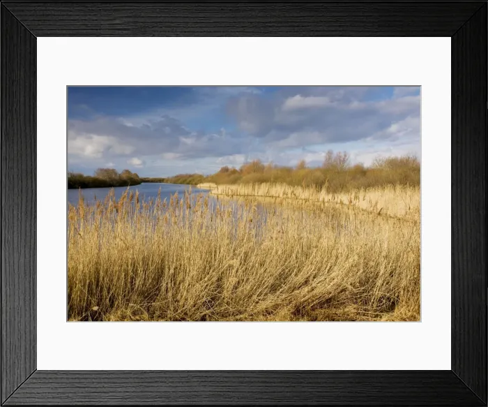 Framed Print : Open water with reed-beds at the Marquenterre Ornithological Park, Somme Estuary, North France Framed Print : Open water with reed-beds at the Marquenterre Ornithological Park, Somme Estuary, North France