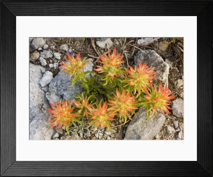 Framed Print : Applegate's Paintbrush (Castilleja applegatei) in the Sierra Nevada, Carson Pass, California Framed Print : Applegate's Paintbrush (Castilleja applegatei) in the Sierra Nevada, Carson Pass, California