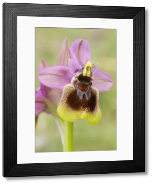 Framed Print : Sawfly Orchid - Spain - Europe Framed Print : Sawfly Orchid - Spain - Europe