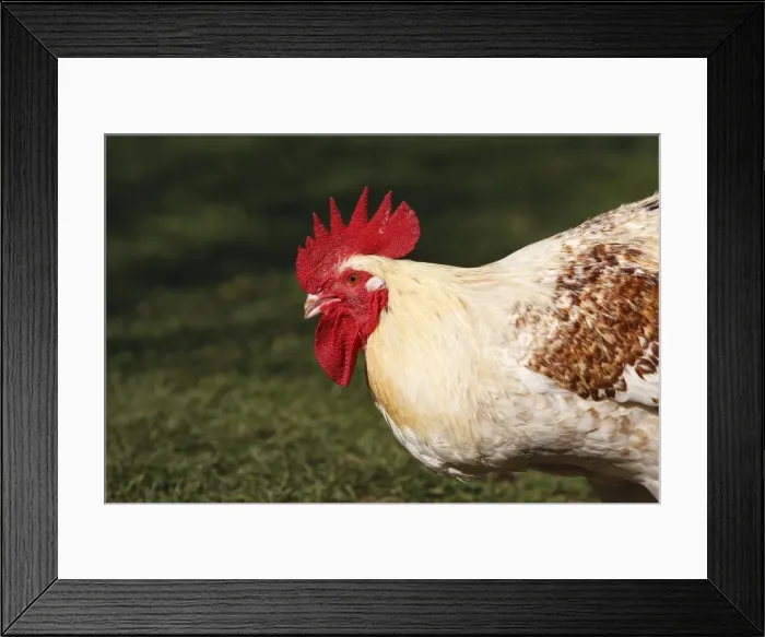 Framed Print : Chicken. WAT-15810. Chicken - rooster. M Framed Print : Chicken. WAT-15810. Chicken - rooster. M