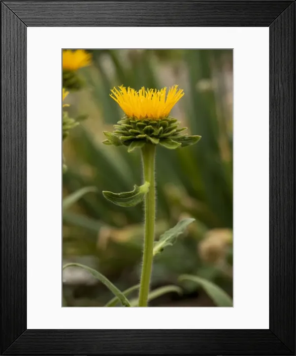 Framed Print : Himalayan Elecampane (Inula royleana); garden plant, from the Himalayas Framed Print : Himalayan Elecampane (Inula royleana); garden plant, from the Himalayas
