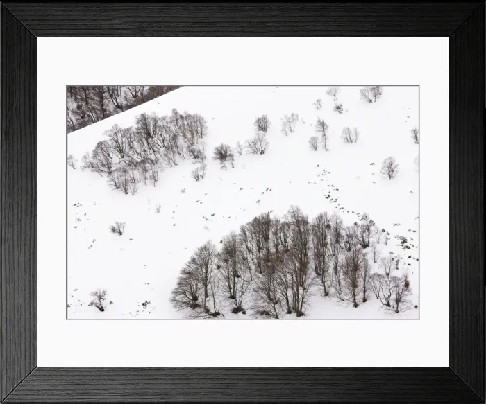 Framed Print : High altitude beech and birch woodland in winter on the Col de La Croix Morand (1401 m) in the Volcans d'Auvergne Regional Natural Park, Massif Central, France Framed Print : High altitude beech and birch woodland in winter on the Col de La Croix Morand (1401 m) in the Volcans d'Auvergne Regional Natural Park, Massif Central, France