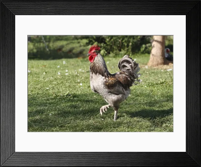 Framed Print : Chicken - rooster Framed Print : Chicken - rooster