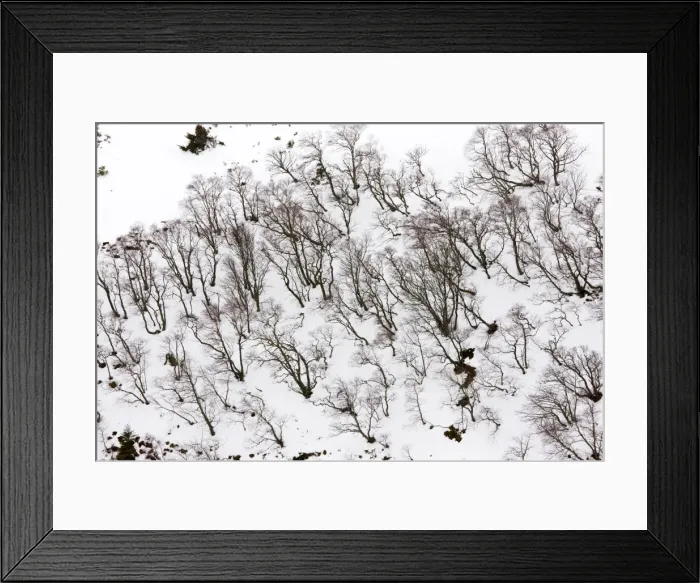 Framed Print : High altitude beech and birch woodland in winter on the Col de La Croix Morand (1401 m) in the Volcans d'Auvergne Regional Natural Park, Massif Central, France Framed Print : High altitude beech and birch woodland in winter on the Col de La Croix Morand (1401 m) in the Volcans d'Auvergne Regional Natural Park, Massif Central, France