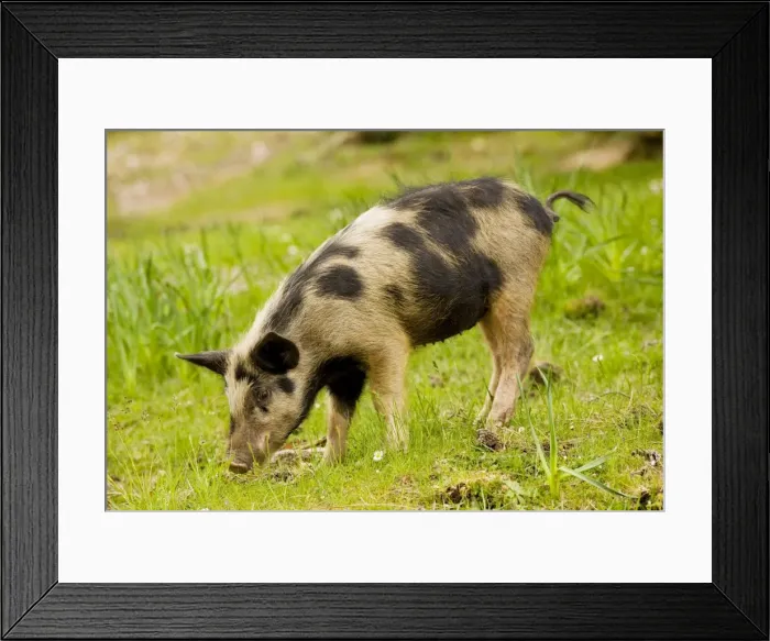 Framed Print : Piglet foraging in woodland clearing in the mountains of central Corsica, France Framed Print : Piglet foraging in woodland clearing in the mountains of central Corsica, France