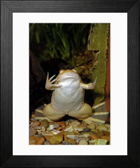 Framed Print : African Clawed Toad - albino Framed Print : African Clawed Toad - albino