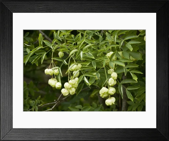 Framed Print : Bladder nut or Paper nut (Staphylea pinnata) in fruit; from E Europe Framed Print : Bladder nut or Paper nut (Staphylea pinnata) in fruit; from E Europe