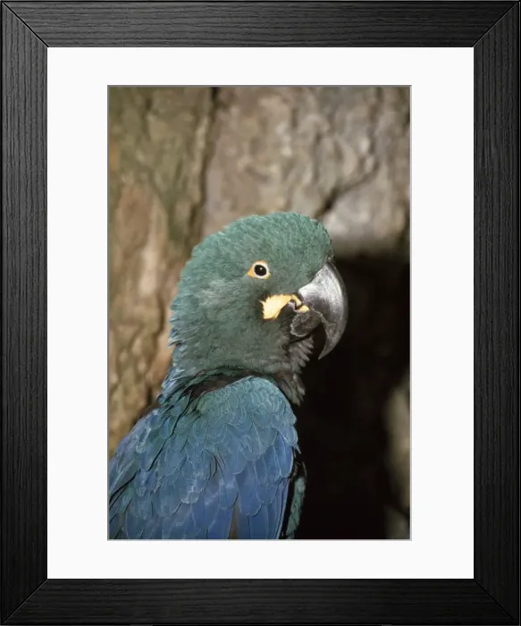 Framed Print : Lear's Macaw - Brazil Framed Print : Lear's Macaw - Brazil
