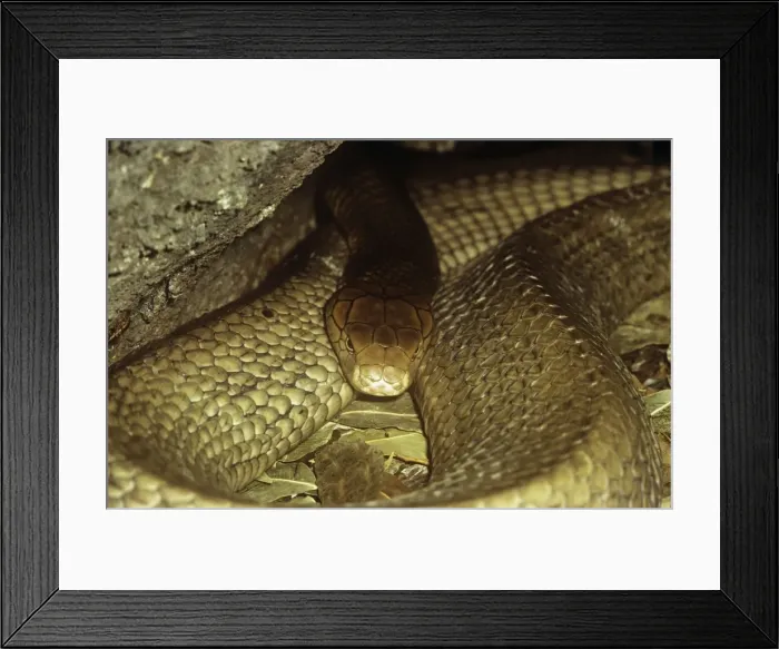 Framed Print : King Cobra Snake - resting - India Framed Print : King Cobra Snake - resting - India