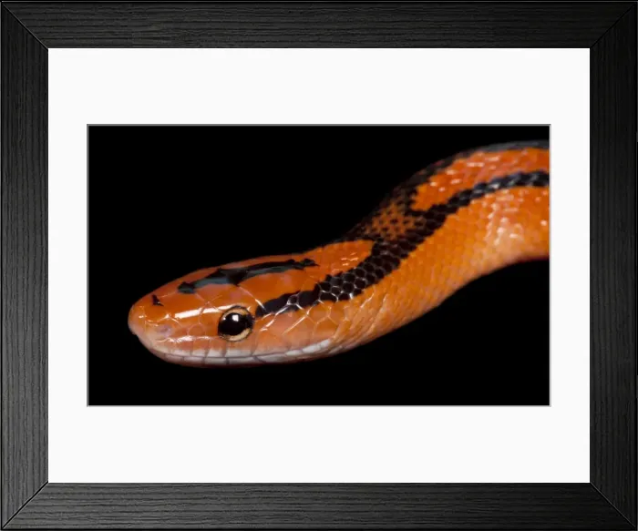 Framed Print : Black-banded Trinket Snake  /  Thai Bamboo Ratsnake  /  Red Mountain Racer - Asia