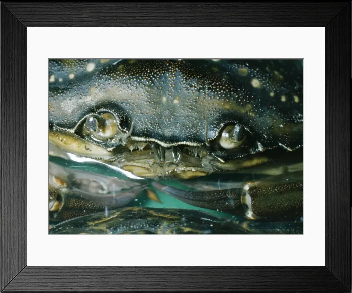 Framed Print : Shore Crab - Eyes & Antennae Framed Print : Shore Crab - Eyes & Antennae