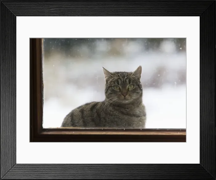 Framed Print : Cat - sitting in front of house door in winter - looking through glass pane in door - Lower Saxony - Germany Framed Print : Cat - sitting in front of house door in winter - looking through glass pane in door - Lower Saxony - Germany
