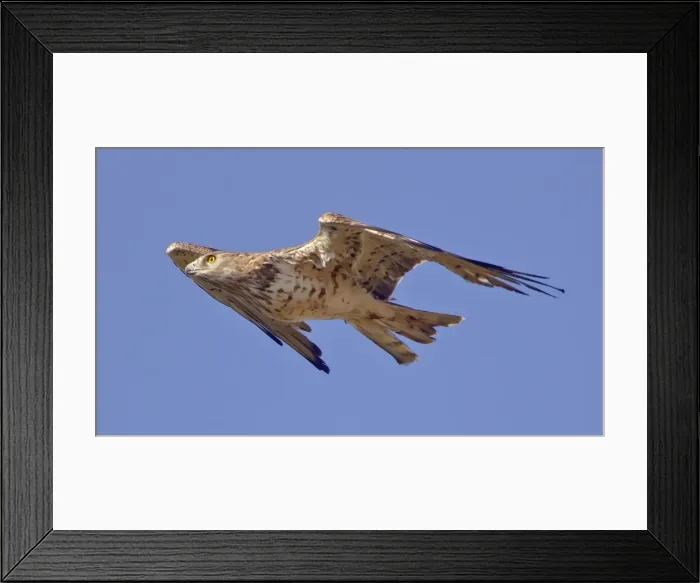 Framed Print : Short-toed Eagle - in flight on migration over the Straits of Gibralter towards Africa - September