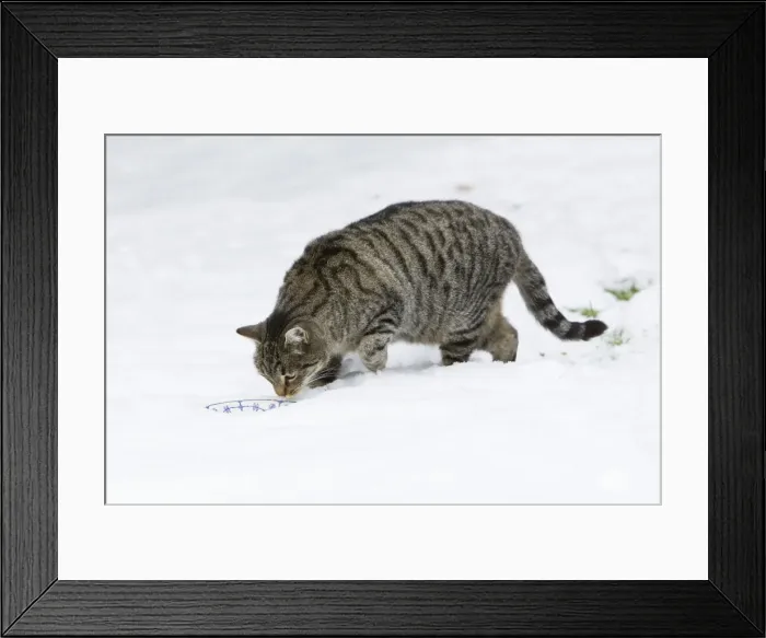 Framed Print : Cat - feeding from bowl in snow covered garden - Lower Saxony - Germany Framed Print : Cat - feeding from bowl in snow covered garden - Lower Saxony - Germany